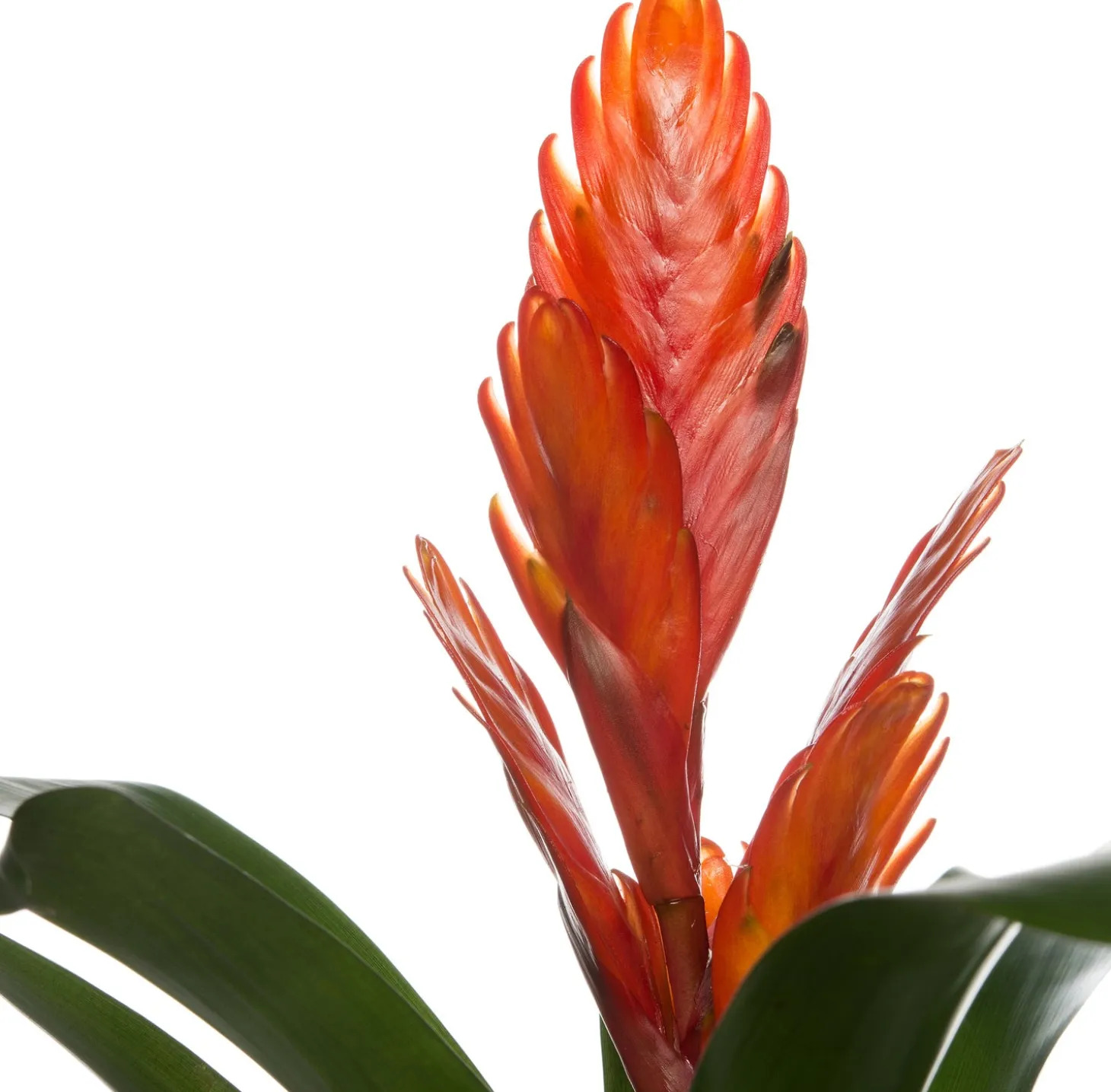 Vriesea (Vriesea 'Intenso Orange') D 12 H 42 cm
