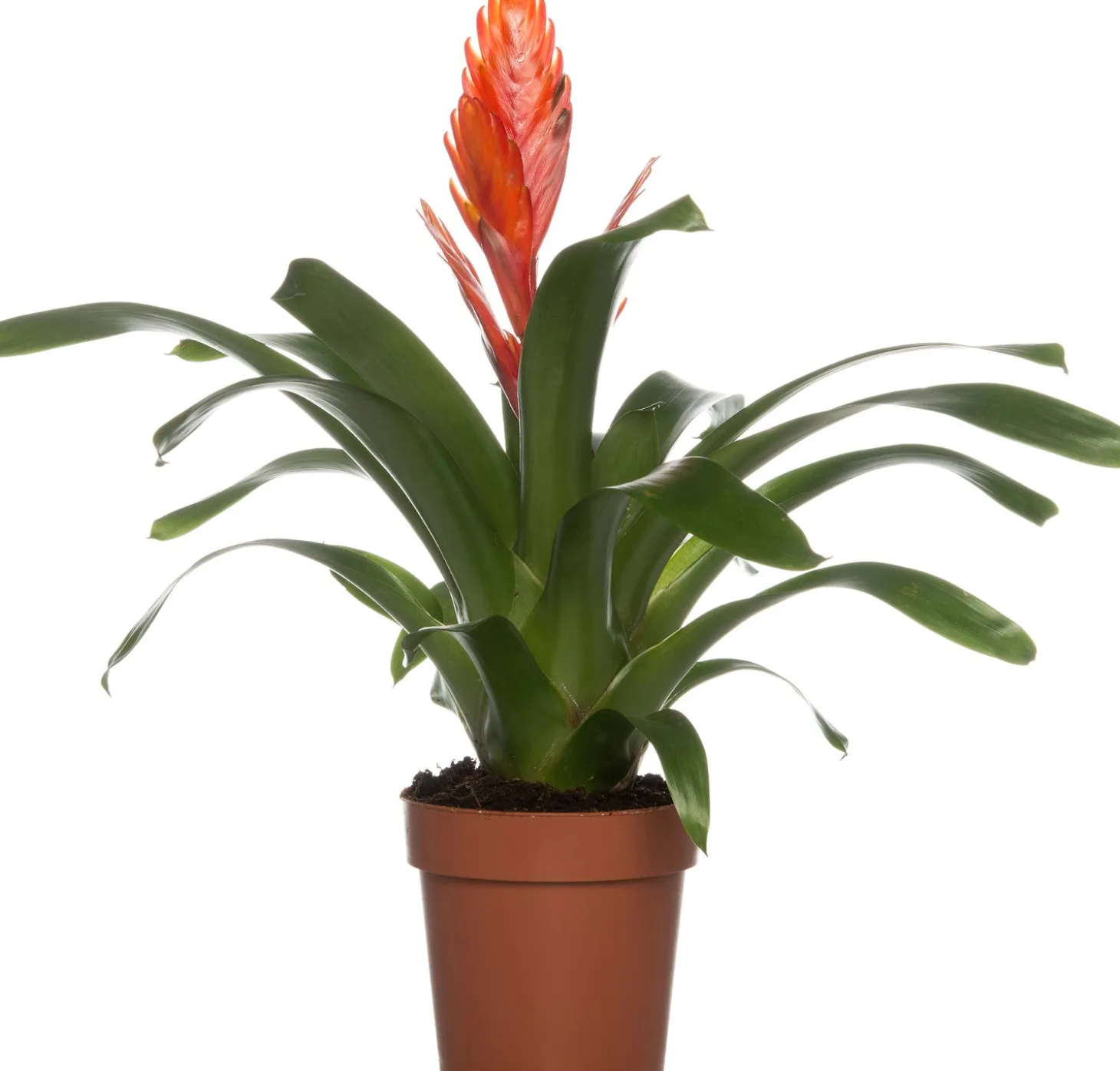 Vriesea (Vriesea 'Intenso Orange') D 12 H 42 cm