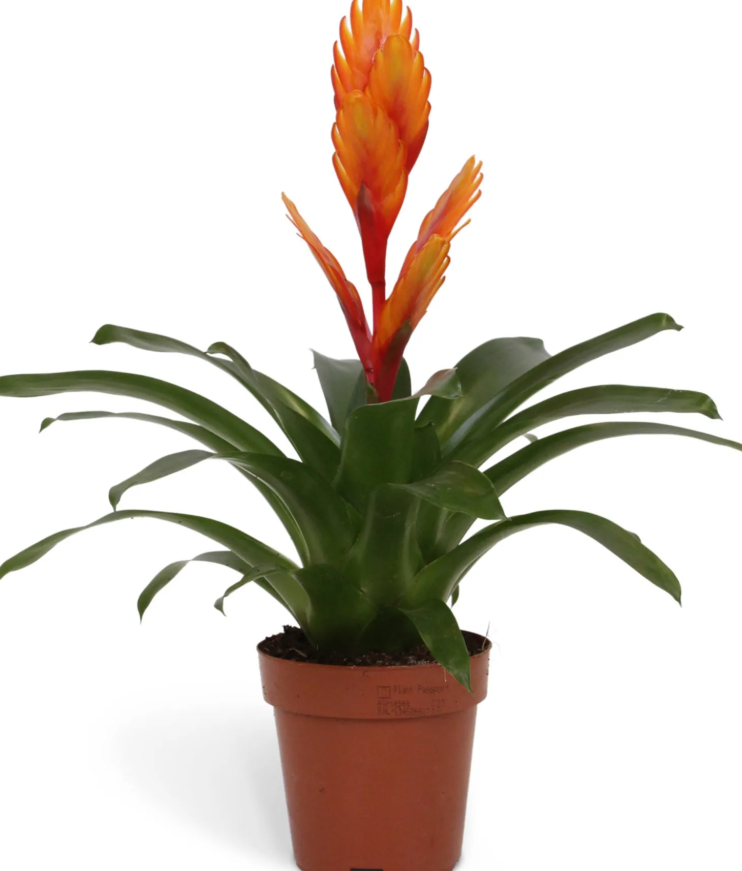 Vriesea (Vriesea 'Intenso Orange') D 12 H 42 cm