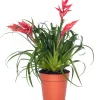 Vriesea (Vriesea multiflower 'Astrid') D 12 H 30 cm