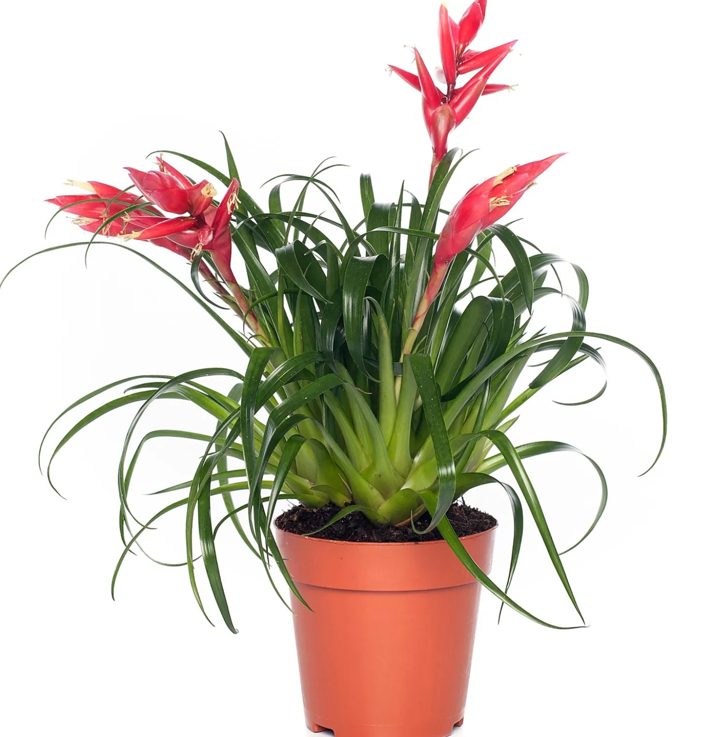 Vriesea (Vriesea multiflower 'Astrid') D 12 H 30 cm