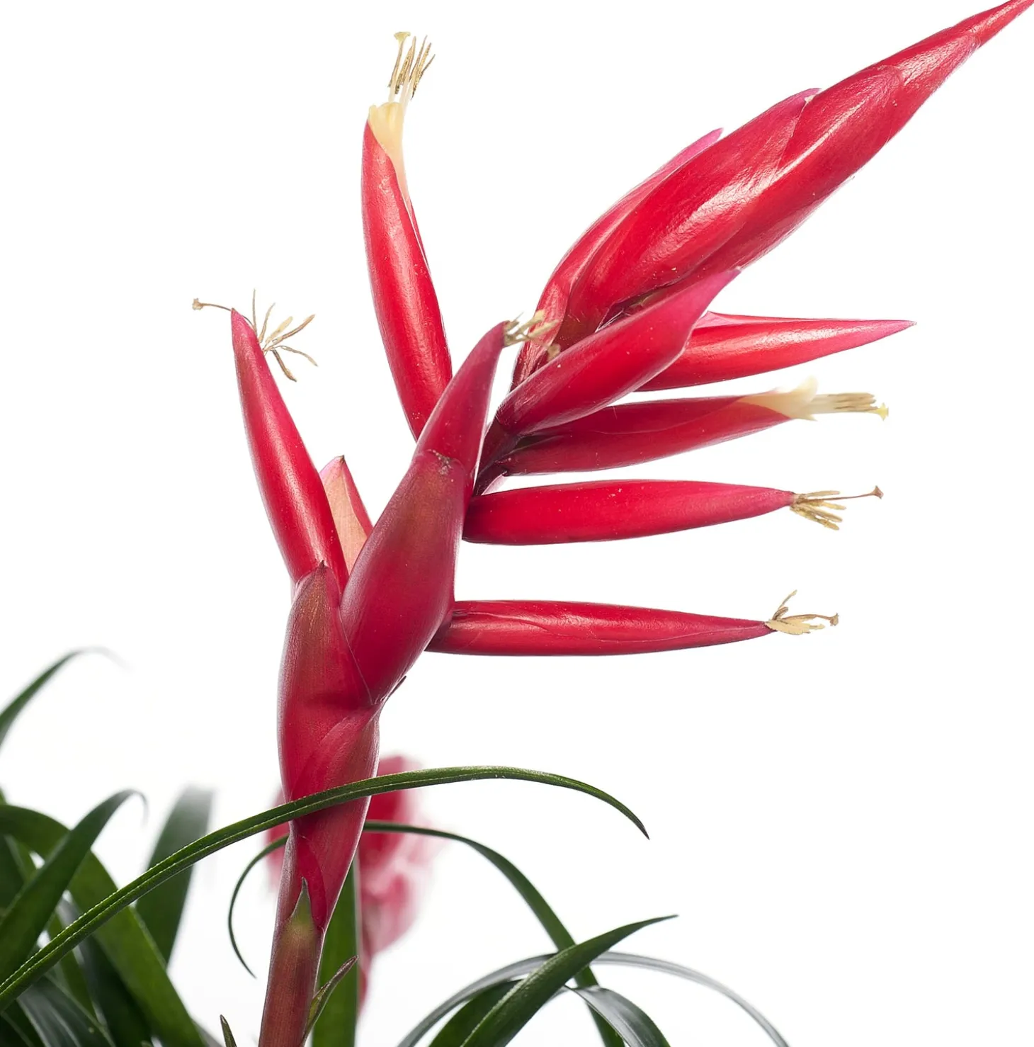 Vriesea (Vriesea multiflower 'Astrid') D 12 H 30 cm