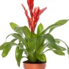 Vriesea (Vriesea 'Porto') D 12 H 45 cm