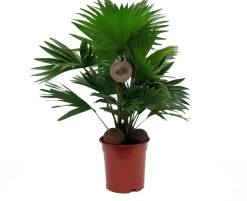Waaierpalm (Livistona rotundifolia) D 14 H 45 cm