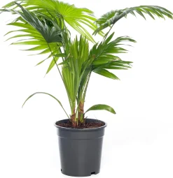 Waaierpalm (Livistona rotundifolia) D 17 H 60 cm