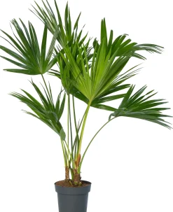 Waaierpalm (Livistonia rotundifolia) D 24 H 90 cm