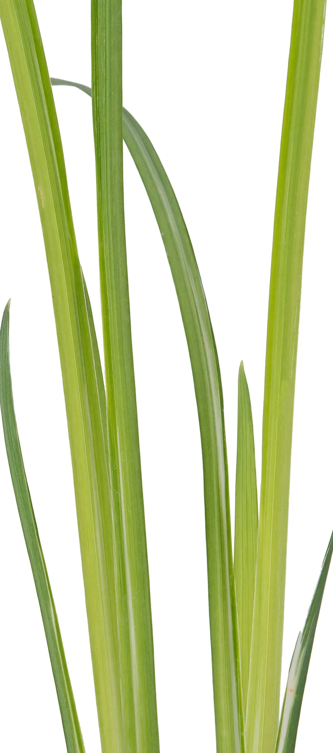 Water Iris (Iris kaempferi 'Variegata') D 9 H 20 cm