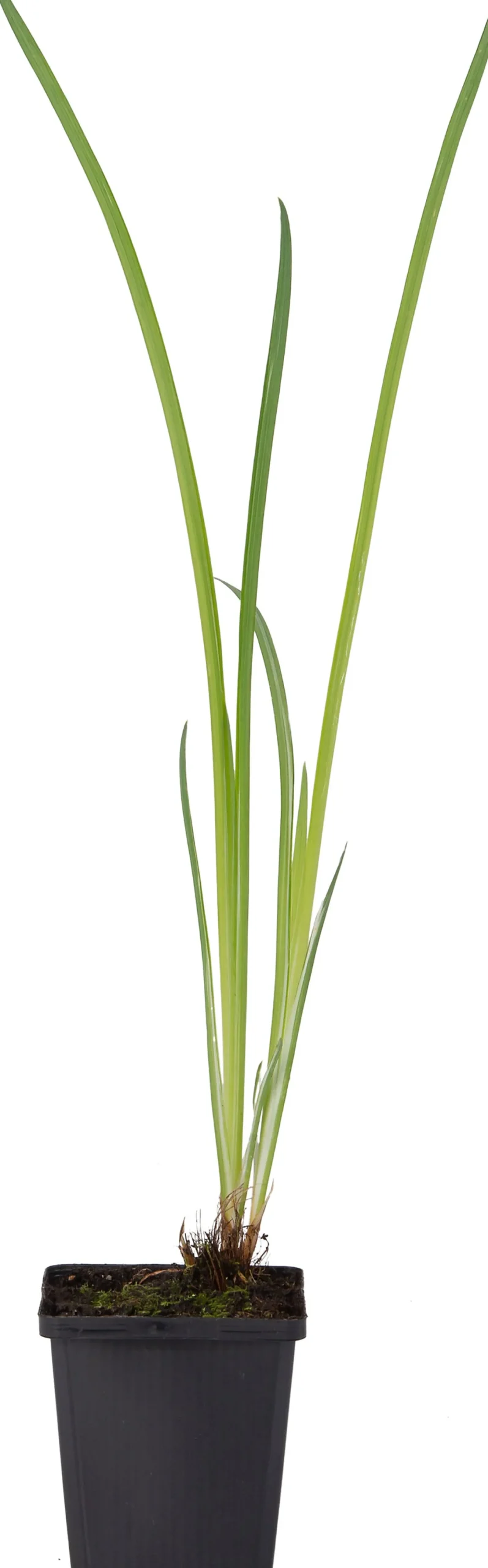 Water Iris (Iris kaempferi 'Variegata') D 9 H 20 cm