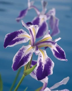 Water Iris (Iris laevigata 'Mottled beauty') D 18 H 30 cm