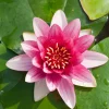 Waterlelie (Nymphaea 'Attraction') D 11 H 30 cm