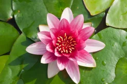 Waterlelie (Nymphaea 'Attraction') D 18 H 30 cm