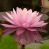 Waterlelie (Nymphaea 'Aurora') D 11 H 30 cm