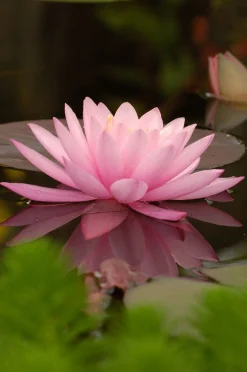 Waterlelie (Nymphaea 'Aurora') D 11 H 30 cm