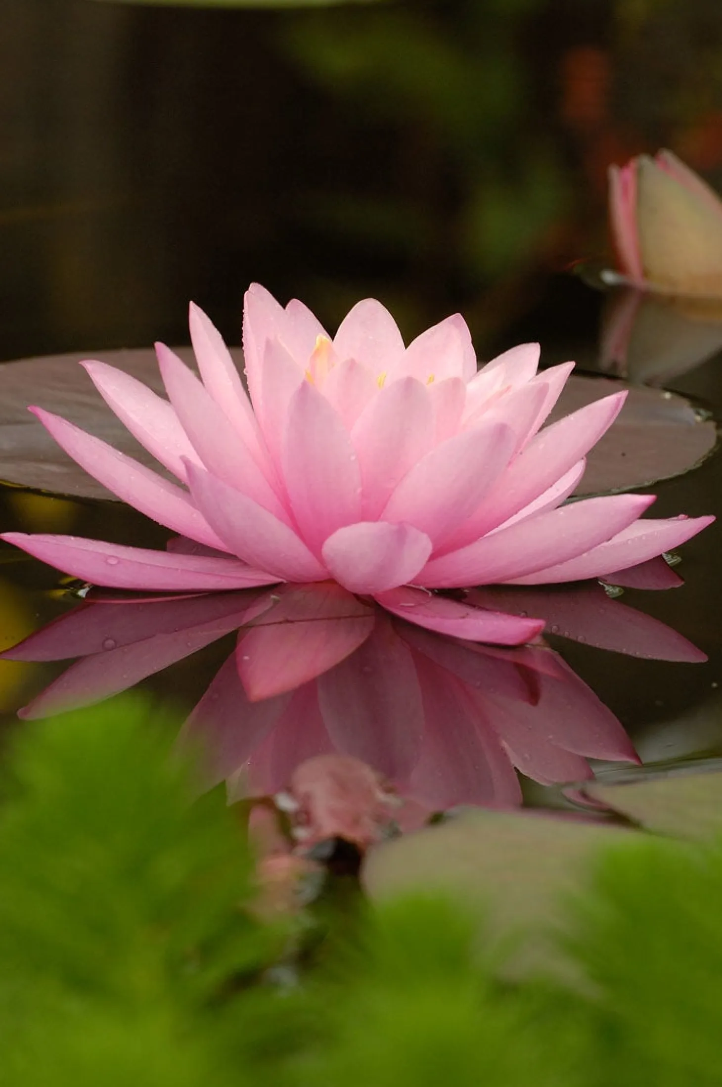 Waterlelie (Nymphaea 'Aurora') D 11 H 30 cm
