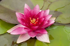 Waterlelie (Nymphaea 'Charles de meurville') D 11 H 30 cm