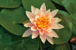 Waterlelie (Nymphaea 'Colorado' ) D 18 H 30 cm