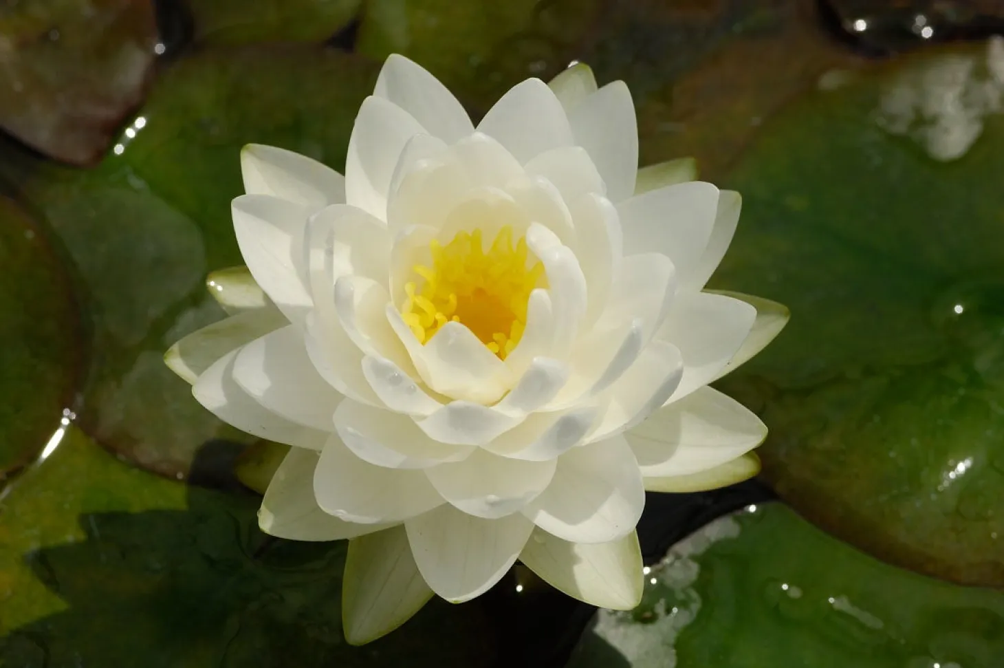 Waterlelie (Nymphaea 'Gonnere') D 18 H 30 cm