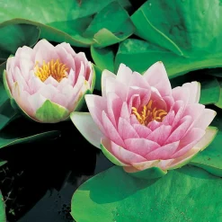 Waterlelie (Nymphaea 'Madame 'Wilfron Gonnère') D 18 H 30 cm