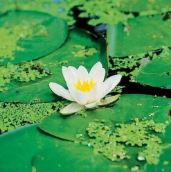 Waterlelie (Nymphaea 'Marliacea albida') D 11 H 30 cm