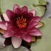 Waterlelie (Nymphaea 'Perry'S almost black') D 11 H 30 cm