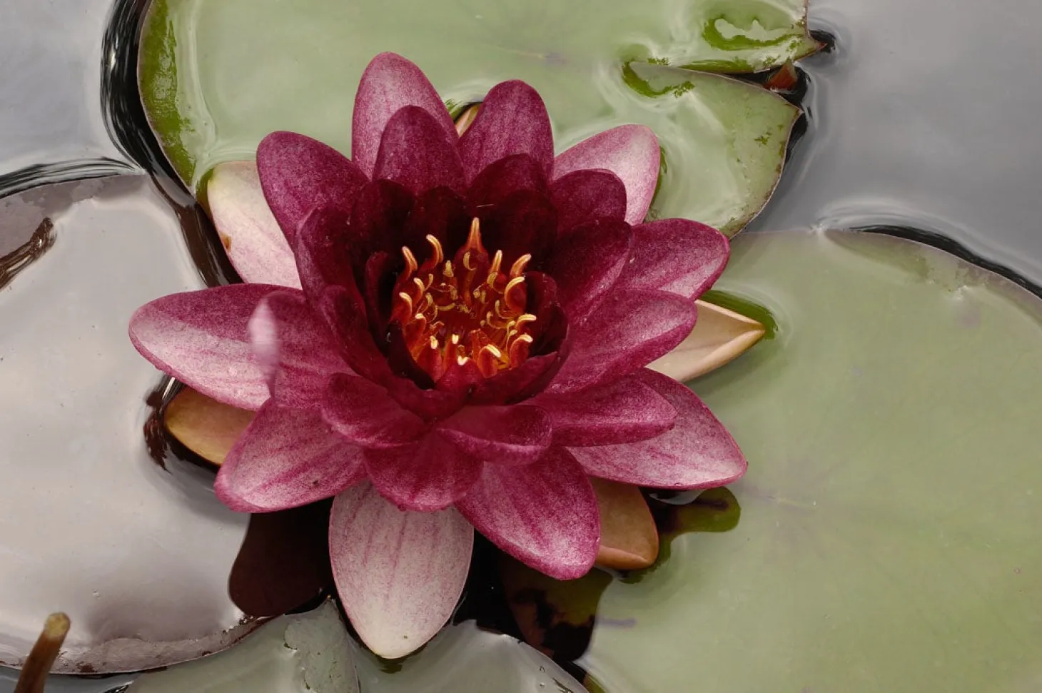 Waterlelie (Nymphaea 'Perry'S almost black') D 11 H 30 cm