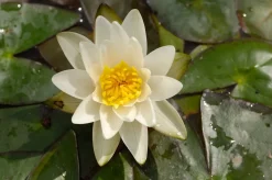 Waterlelie (Nymphaea 'Pygmea alba') D 11 H 30 cm