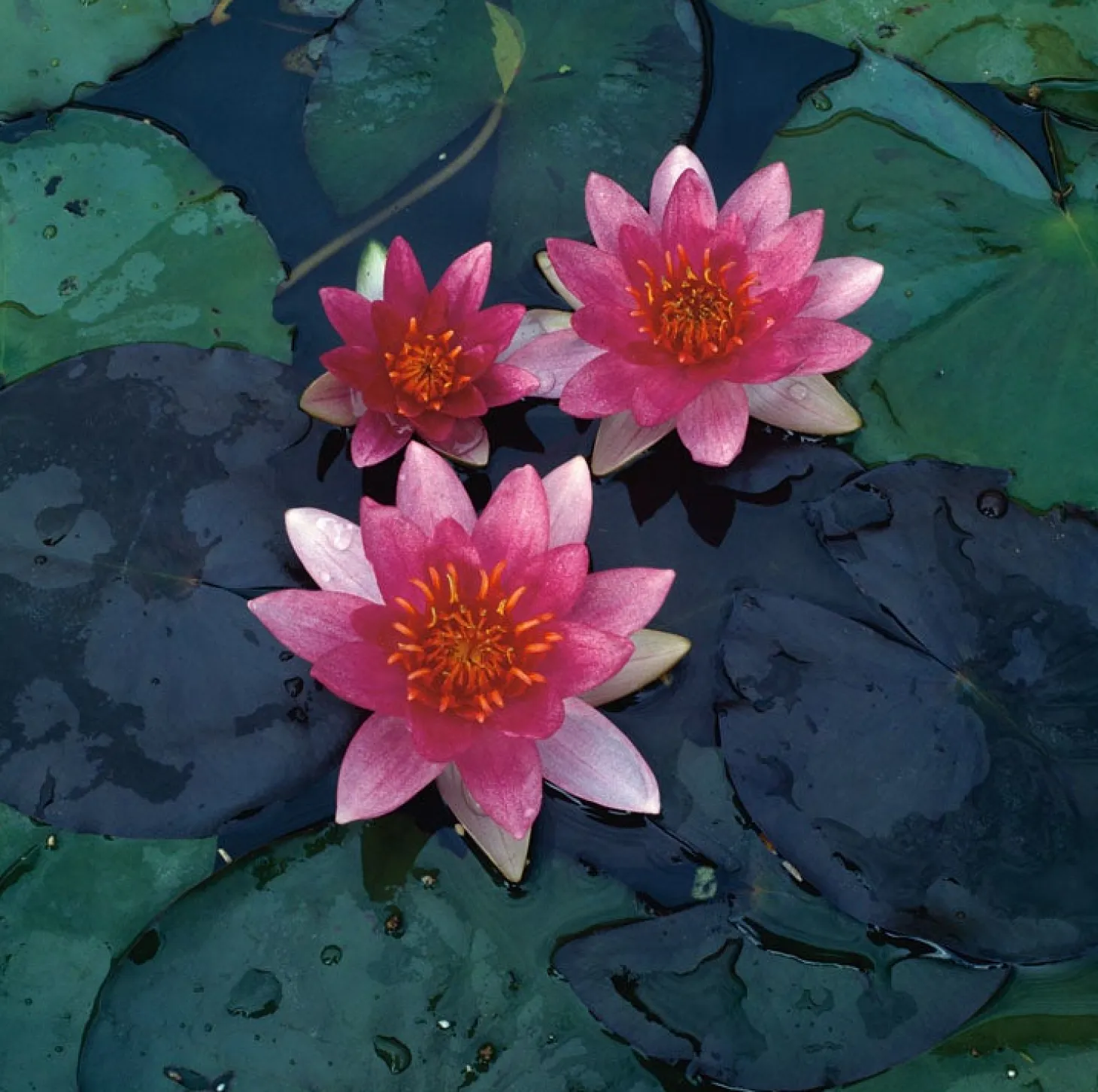 Waterlelie (Nymphaea 'Pygmea rubra') D 11 H 30 cm