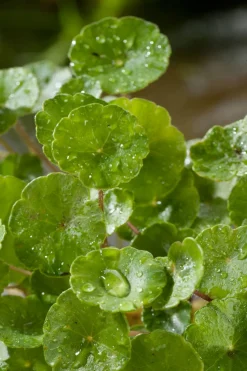 Waternavel (Hydrocotyle vulgaris) D 9 H 20 cm