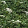 Wederik (Lysimachia clethroides) D 9 H 10 cm