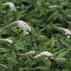 Wederik (Lysimachia clethroides) D 9 H 10 cm