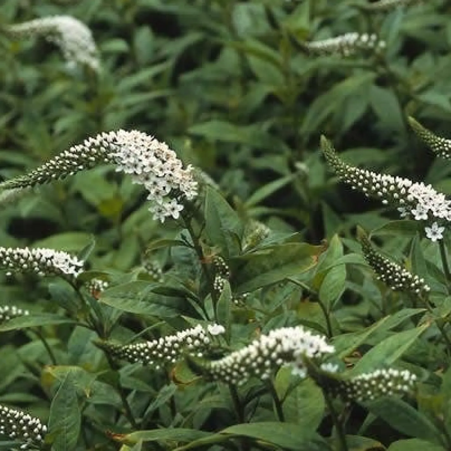 Wederik (Lysimachia clethroides) D 9 H 10 cm
