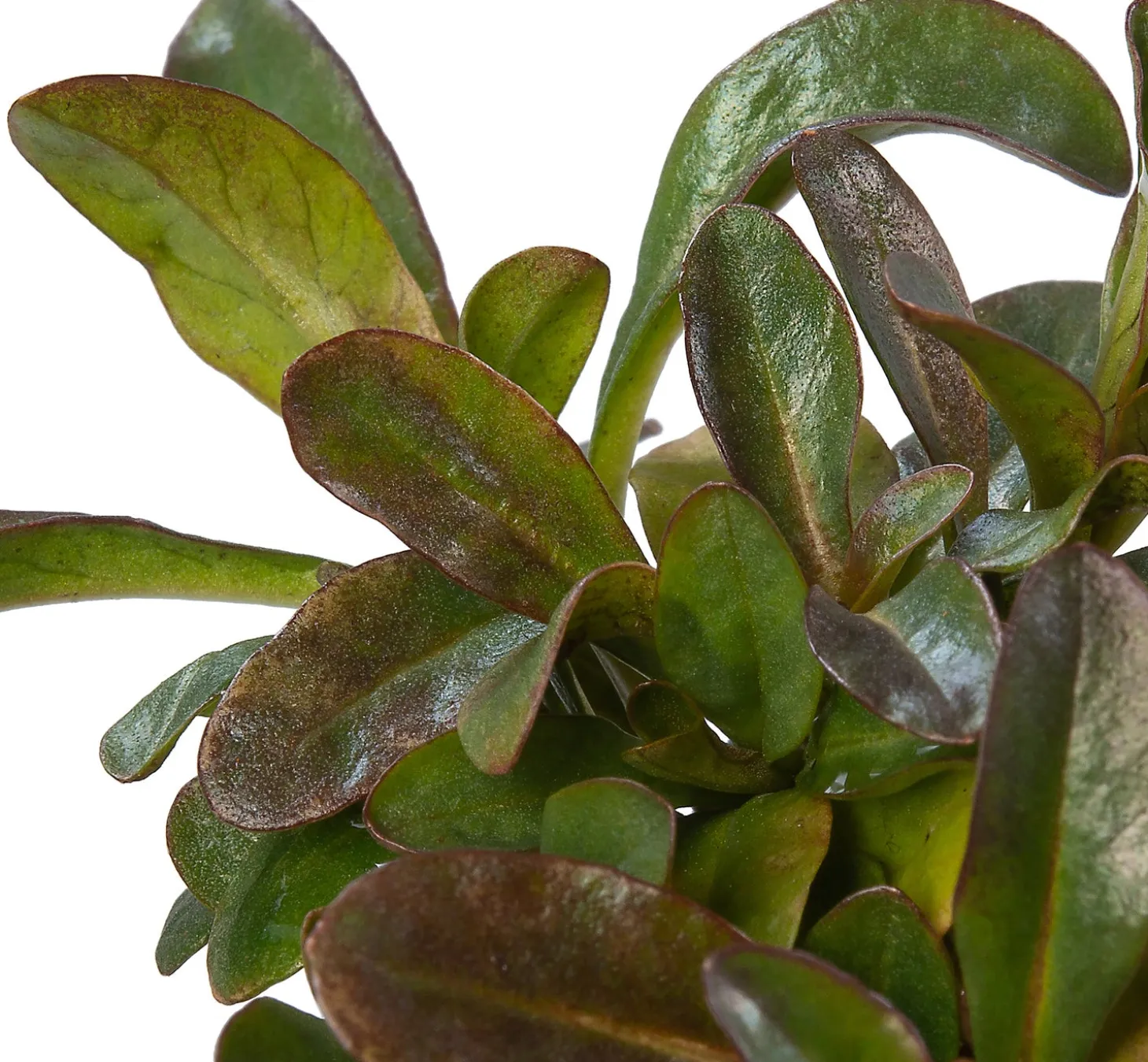 Wederik (Lysimachia ephemerum) D 9 H 10 cm