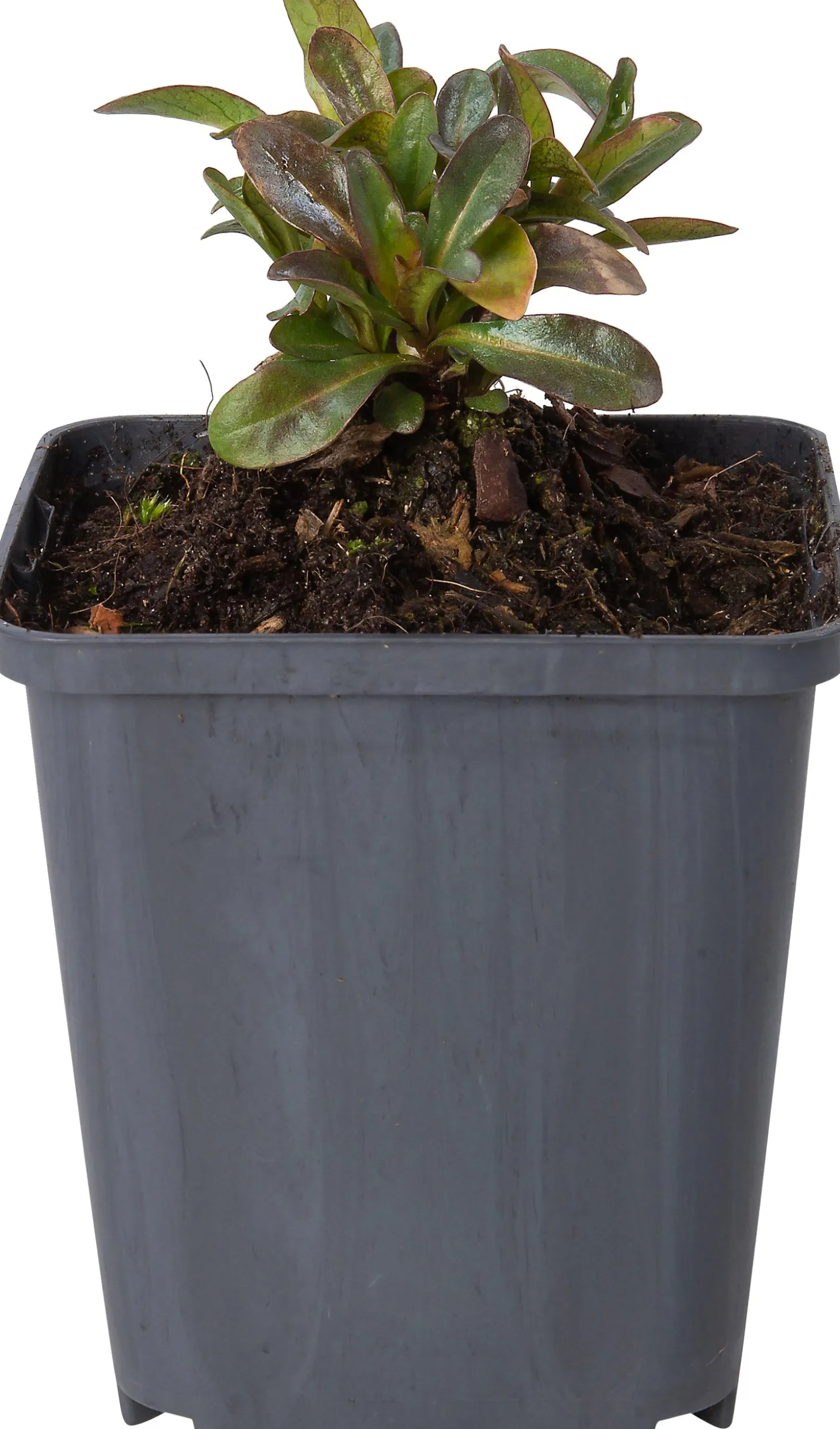 Wederik (Lysimachia ephemerum) D 9 H 10 cm