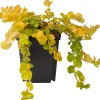 Wederik (Lysimachia nummularia 'Aurea') D 9 H 10 cm