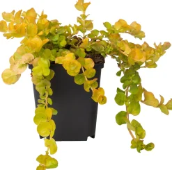 Wederik (Lysimachia nummularia 'Aurea') D 9 H 10 cm