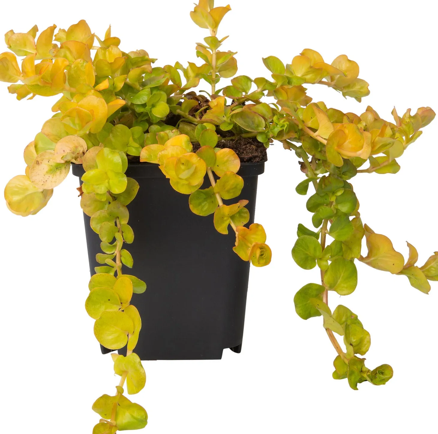 Wederik (Lysimachia nummularia 'Aurea') D 9 H 10 cm