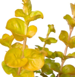 Wederik (Lysimachia nummularia 'Aurea') D 9 H 10 cm