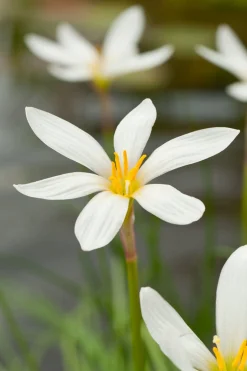Westenwindlelie (Zephyranthes candida) D 9 H 20 cm