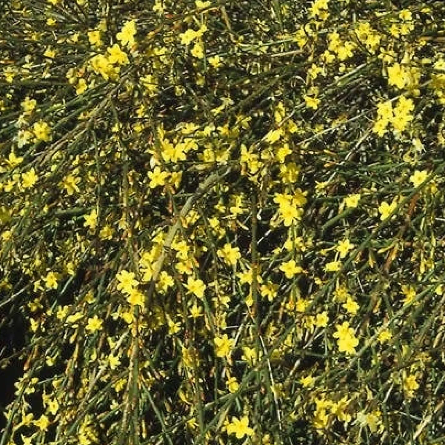 Winterjasmijn (Jasminum nudiflorum) H 200 cm