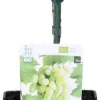 Witte druif (Vitis 'Phoenix') D 19 H 50 cm