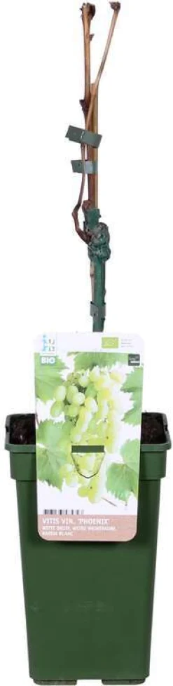 Witte druif (Vitis 'Phoenix') D 19 H 50 cm