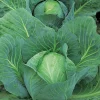 Witte Kool (Brassica oleracea type)
