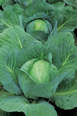 Witte Kool (Brassica oleracea type)