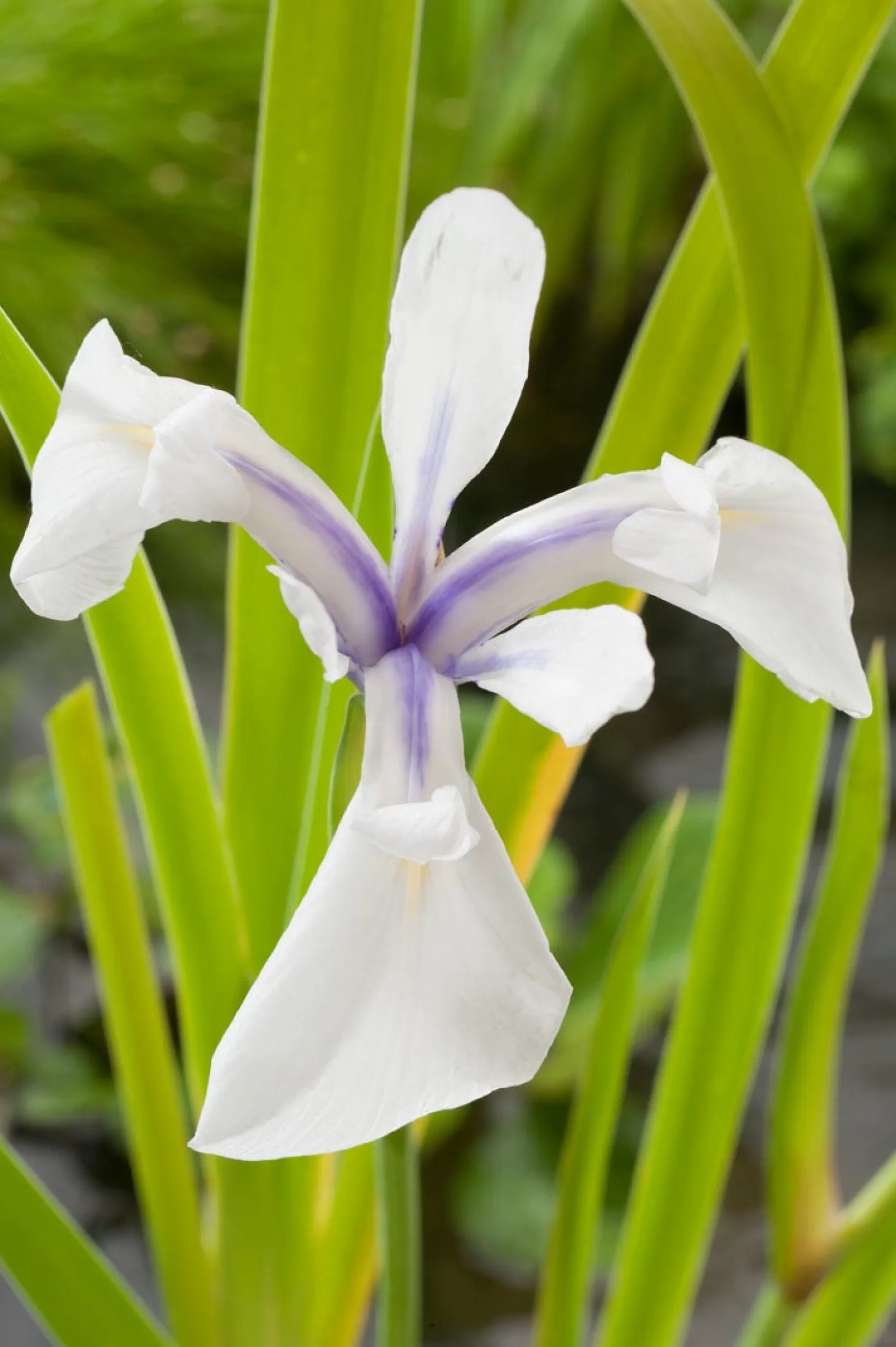Witte Lis (Iris laevigata 'Snowdrift') D 9 H 20 cm