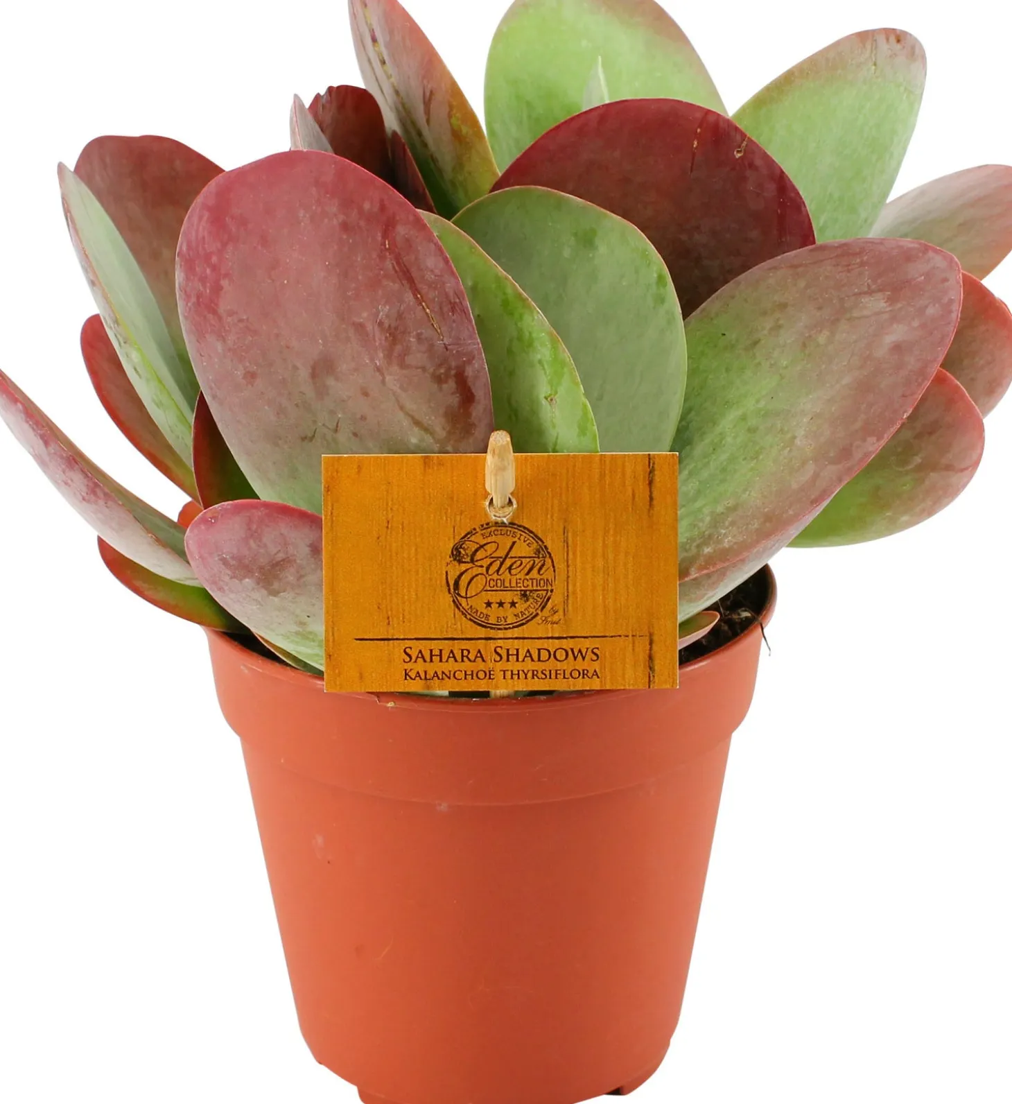 Woestijnroos (Kalanchoe thyrsiflora) D 12 H 20 cm
