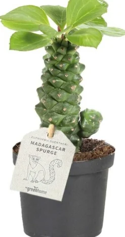Wolfsmelk (Euphorbia ritchiei) D 9 H 30 cm