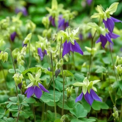 10 x Biologische Akelei (Aquilegia vulgaris) D 11 H 15 cm