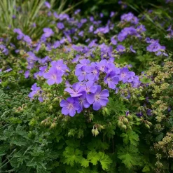 10 x Biologische Beemdooievaarsbek (Geranium pratense) D 11 H 15 cm