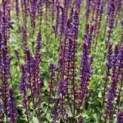 10 x Biologische Bossalie (Salvia nemerosa 'Caradonna' ) D 12 H 15 cm