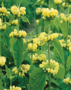 10 x Biologische Brandkruid (Phlomis russeliana ) D 11 H 15 cm